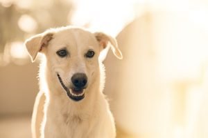 perro oncologico