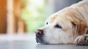hipoglucemia_en_perros